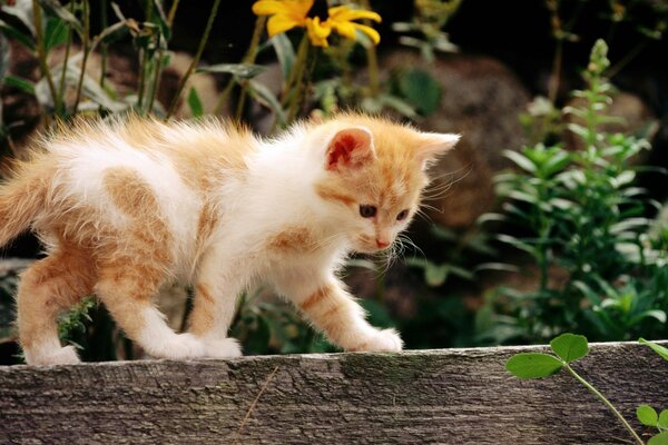 Lindo gatito caminando por la cerca