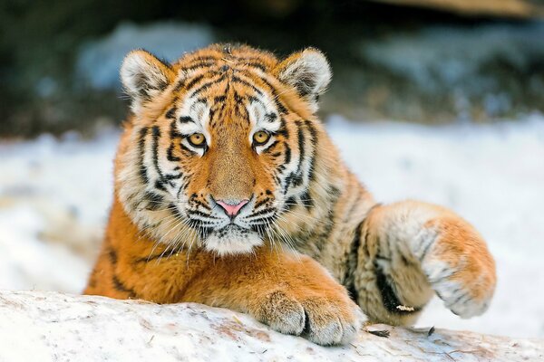 Tiger im Winter mit süßem Blick