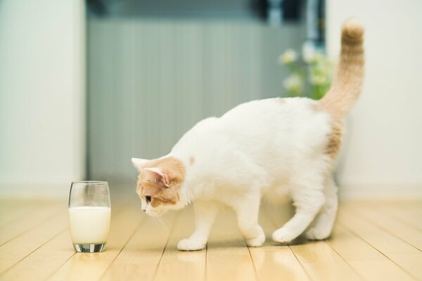 Le chat renifle le lait dans un verre