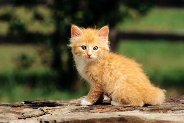 A red kitten sitting on a tree