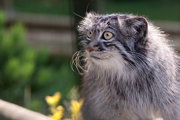 Die Wildkatze Manul hat eine besondere Struktur von Ohren und Augen