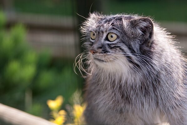 Wild cat manul has a special structure of ears and eyes