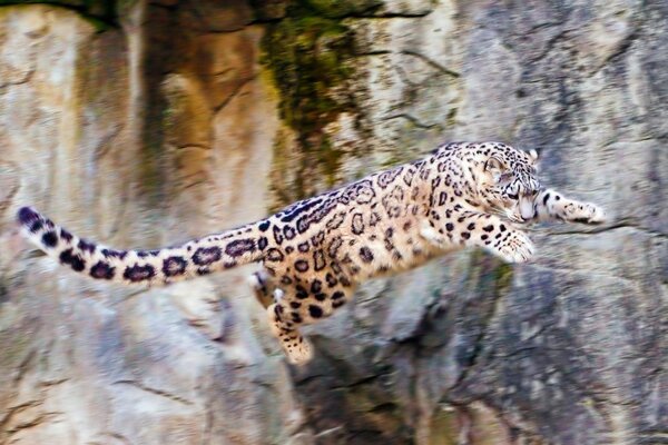 El leopardo de las Nieves da el salto