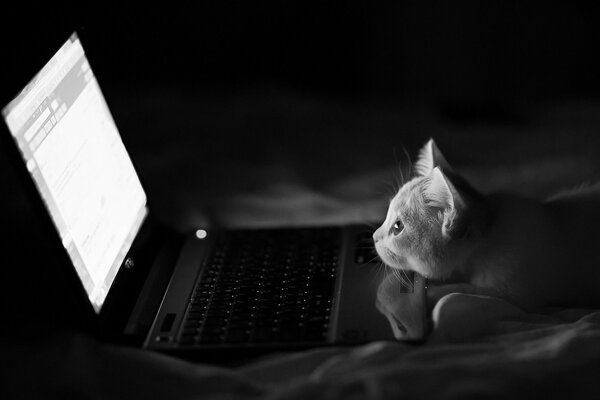 A cat looking at a laptop at night