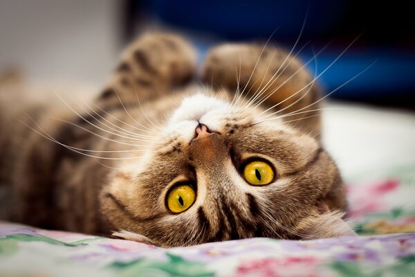 La mirada de un gato acostado sobre su espalda