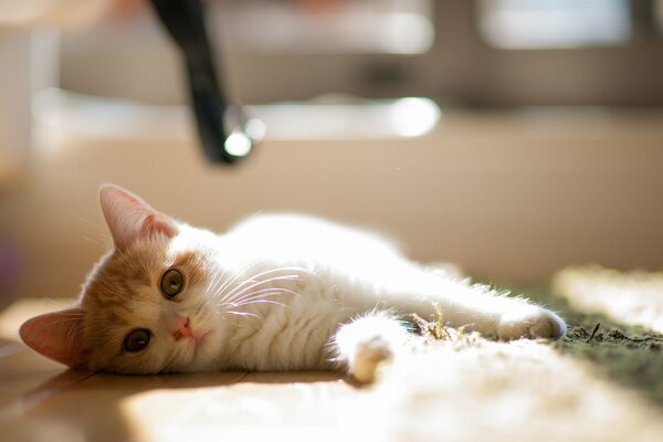 Cute face of a kitten resting on the floor