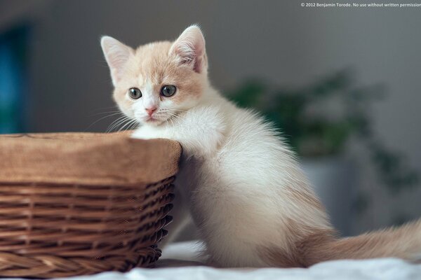 Маленький котенок хочет залезть в корзину