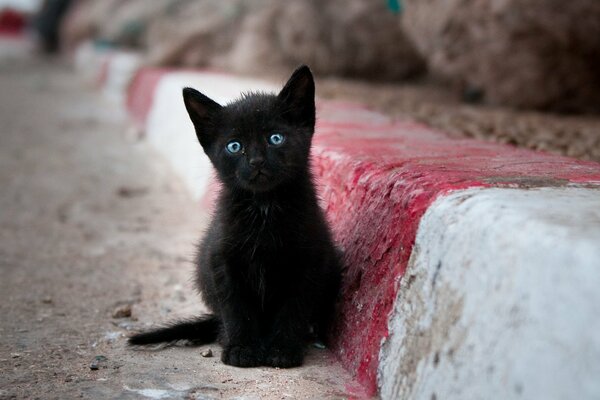 Pequeño gato negro sentado solo en la calle