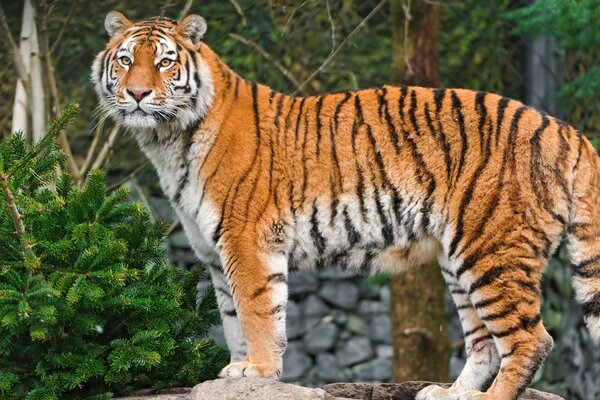 Der Amur-Tiger steht vor dem Hintergrund der Natur