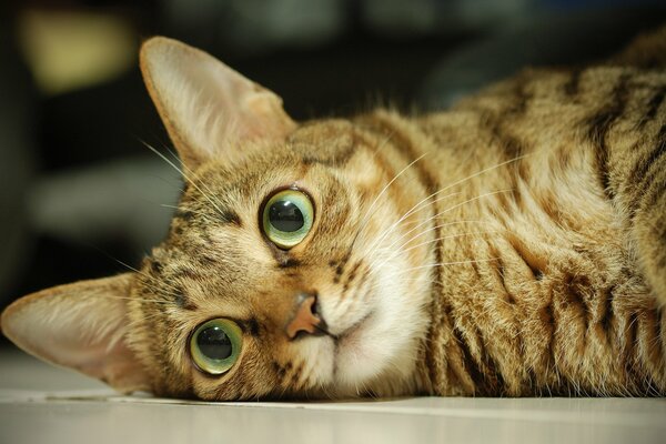 Eine Katze mit grünen Augen liegt auf dem Boden