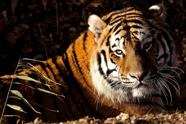 Un tigre yace en el Suelo bajo los rayos del sol y Mira a la cámara