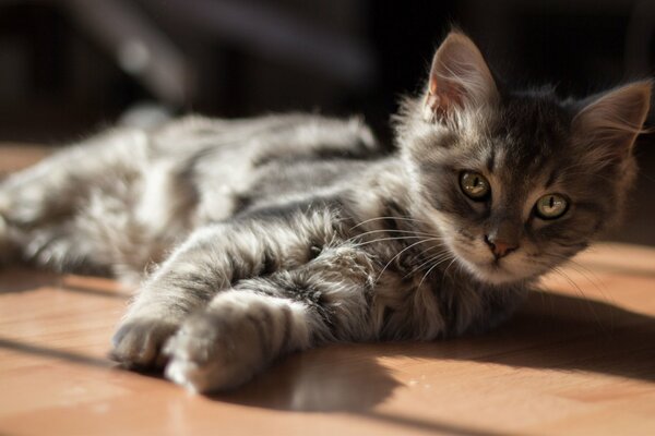 A gray kitten is lying on the floor in the sun