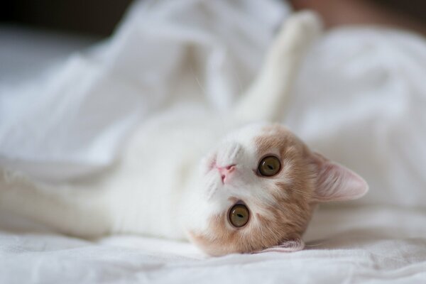 Gatto sdraiato su un lenzuolo sotto una coperta