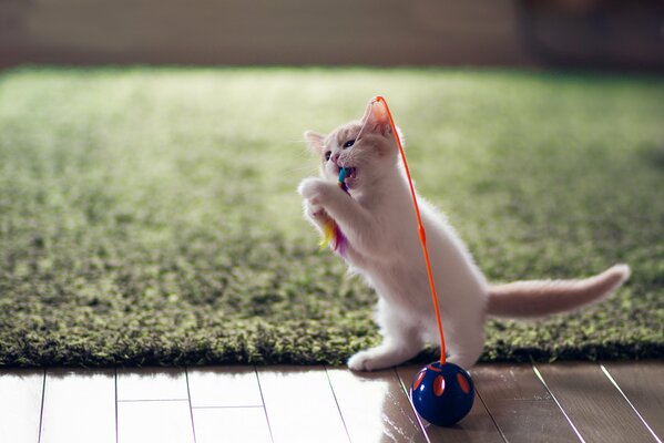 Mały biały kotek z zabawką