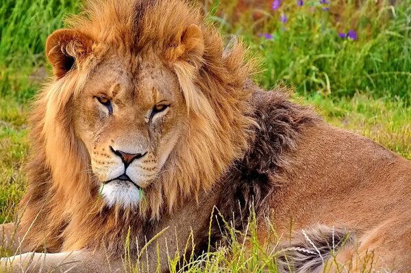 A lion with a magnificent mane lies and looks