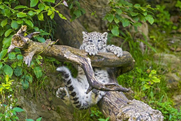 Léopard des neiges assis sur une branche