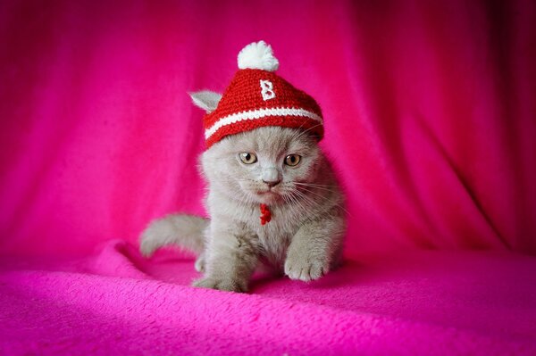 Gatito con Caperucita roja sobre fondo de pantalla rosa