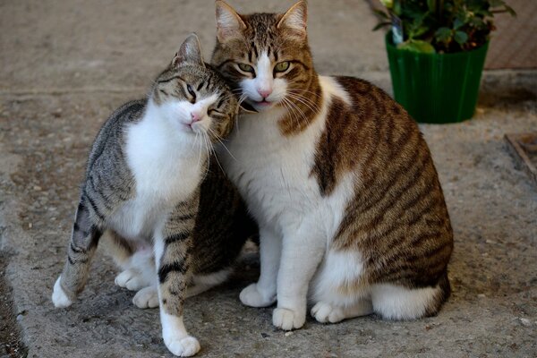 Lustige Katzen sitzen neben einem Blumentopf