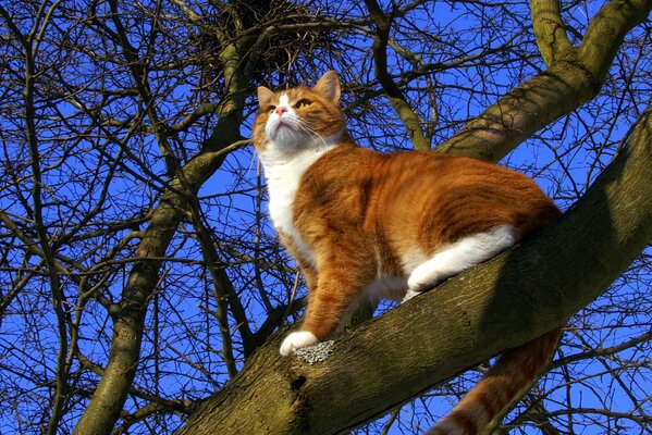 Rousse chatte sur l arbre