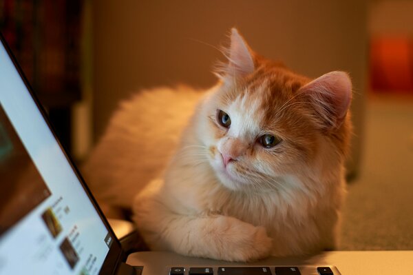 El gato pelirrojo con interés Mira en la computadora portátil