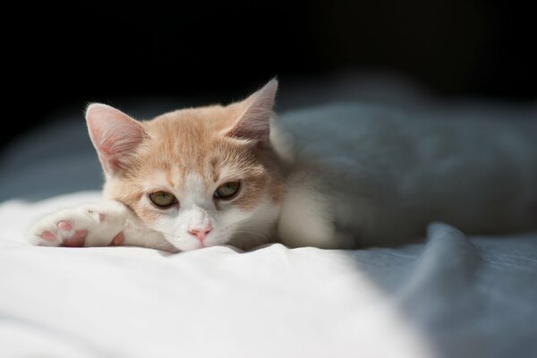 Chaton reposant sur un drap blanc