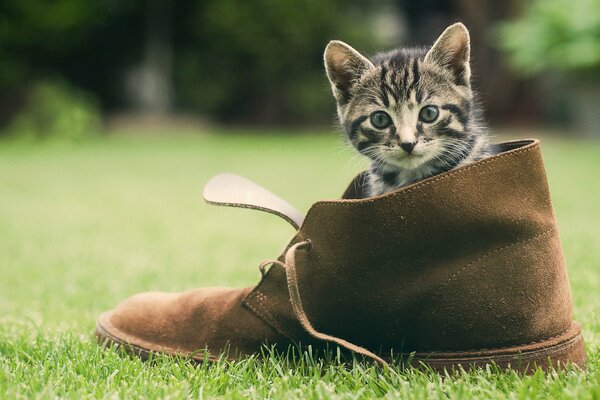A kitten sitting in a basket on the green grass