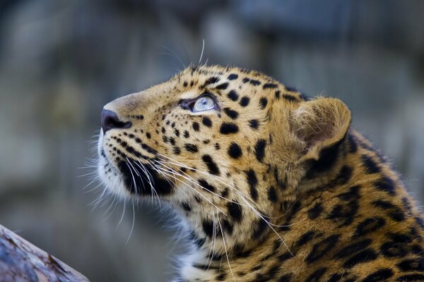 Regard de léopard. Museau closeup