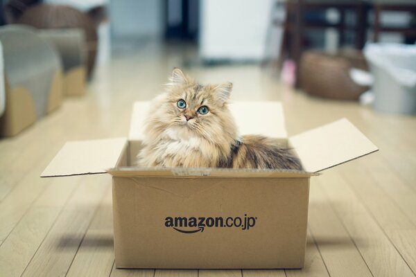 Gato sentado en una Caja