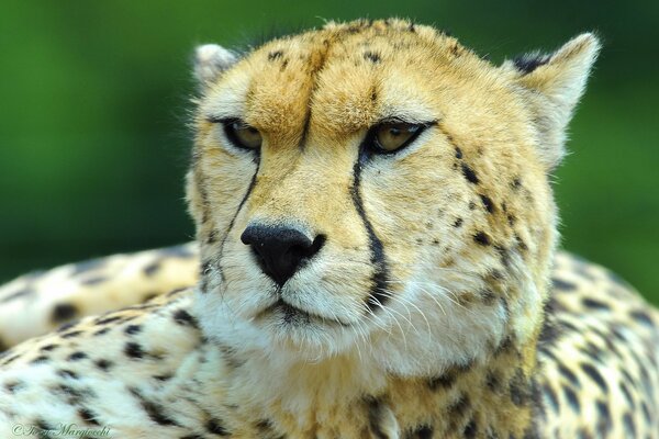 Der Gepard ruht. Der Gepard hat schräge Augen und einen langen Schnurrbart