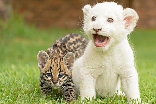 Cachorros ocelote y cachorro de tigre retozando