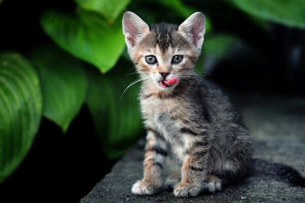 Un gatito lamiendo contra un fondo de hojas verdes más grandes