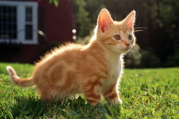 Auf dem Rasen neben dem Haus befindet sich eine rot gestreifte Katze