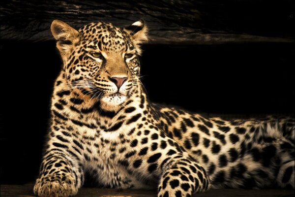 Der räuberische Blick des Leoparden und die Ruhe