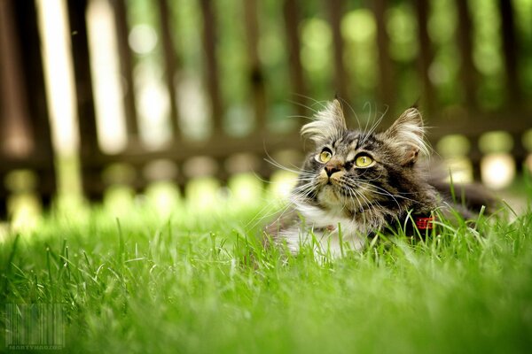 A fluffy kitten is lying in the grass