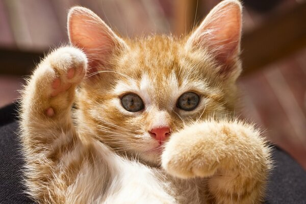 Mały rudowłosy kotek zdjęcia