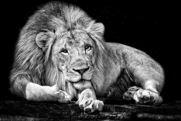 CHB von Lion roi des bêtes