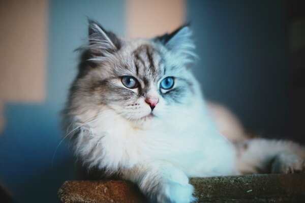 A blue-eyed fluffy cat looking into the distance