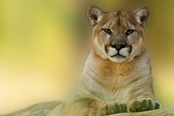 Cougar con una vista orgogliosa contempla ciò che sta accadendo