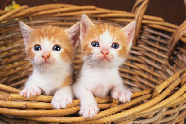 Zwei Kätzchen in einem Weidenkorb
