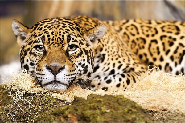 Vista de un depredador de Jaguar manchado