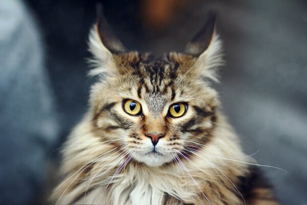 Langhaarige Maine-Coon-Katze