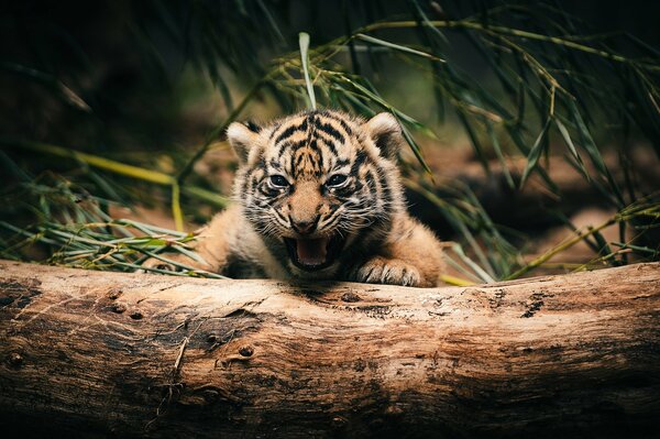 Temible cachorro de tigre bosteza acostado detrás de un tronco