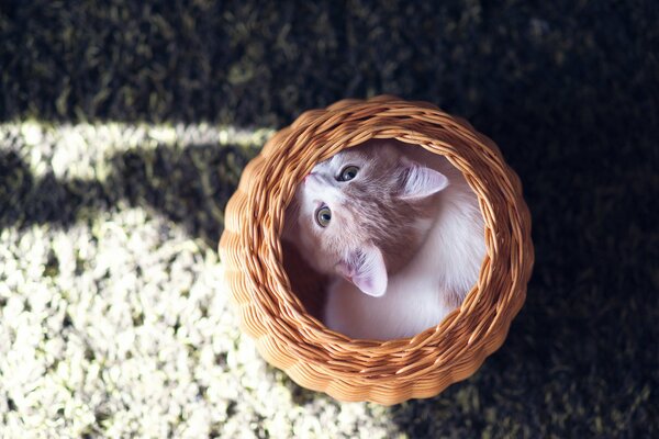 Chat assis dans un panier rond