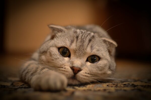 Mirada de gato triste y melancólica