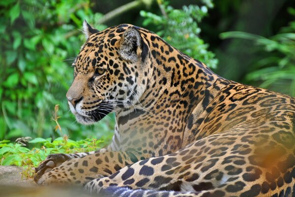 Jaguar on the background of nature predatory look