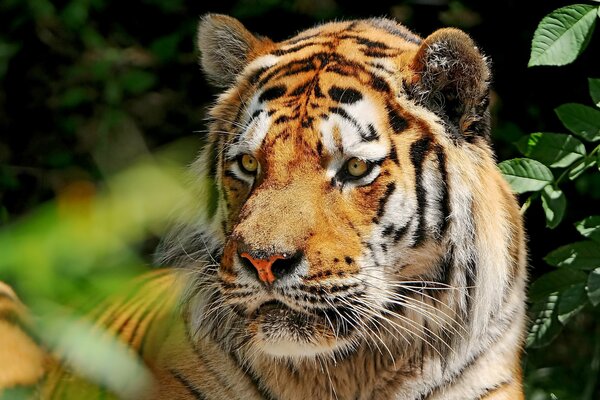 Морда амурского красивого тигра
