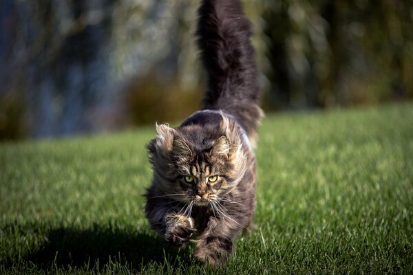 Eine große Katze läuft über das Feld