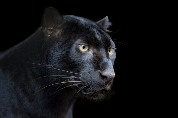 Black panther on a black background