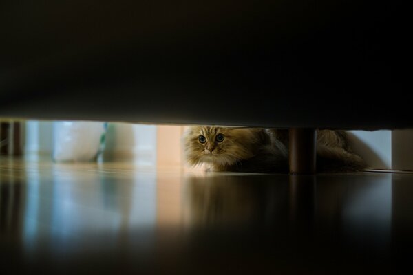 The cat looks under the bed hunting