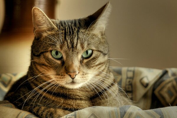 Mirada de gato. El gato miente